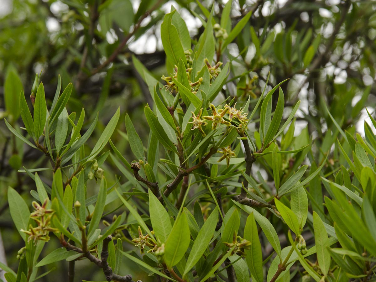 Periploca laevigata